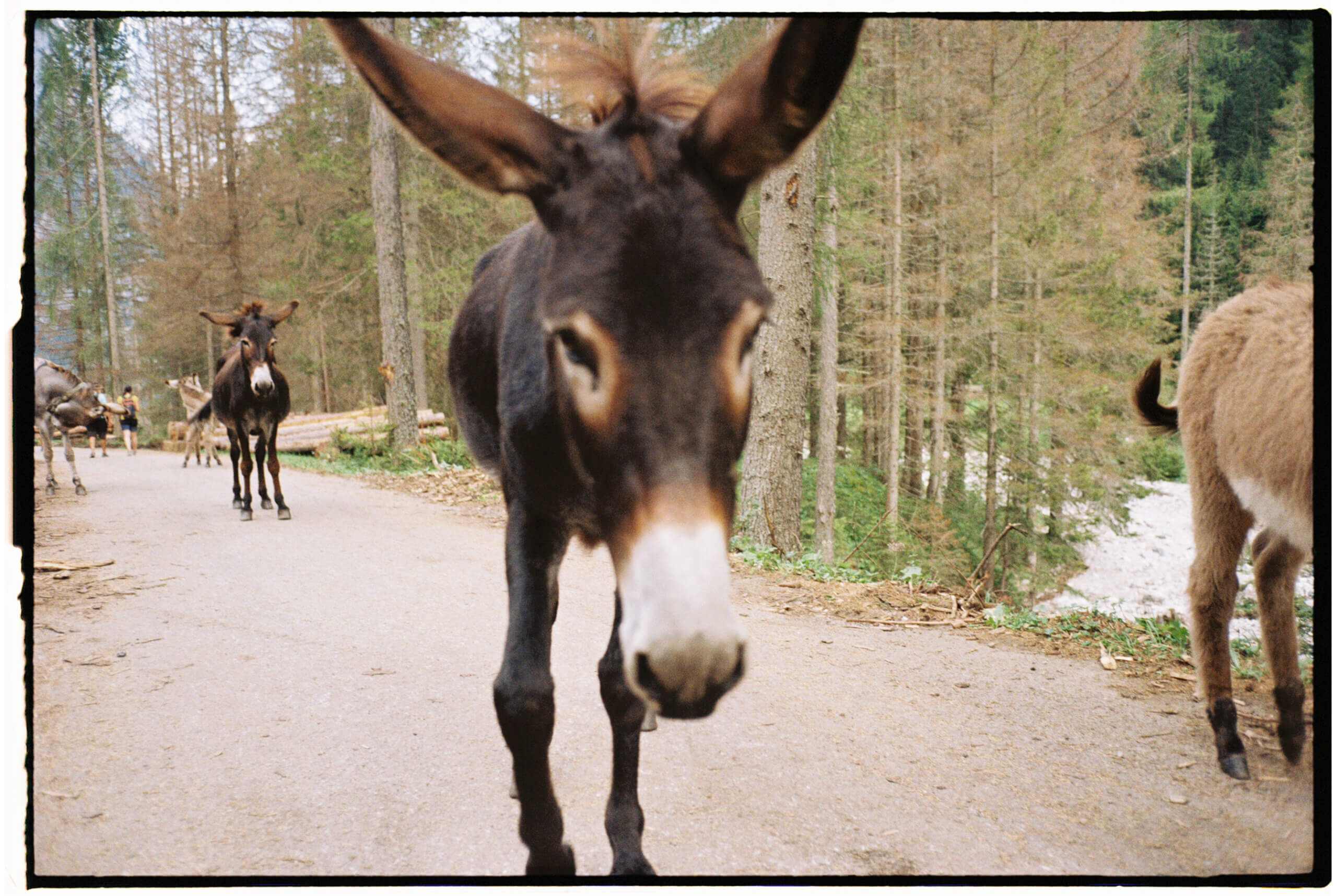 dolomites-29